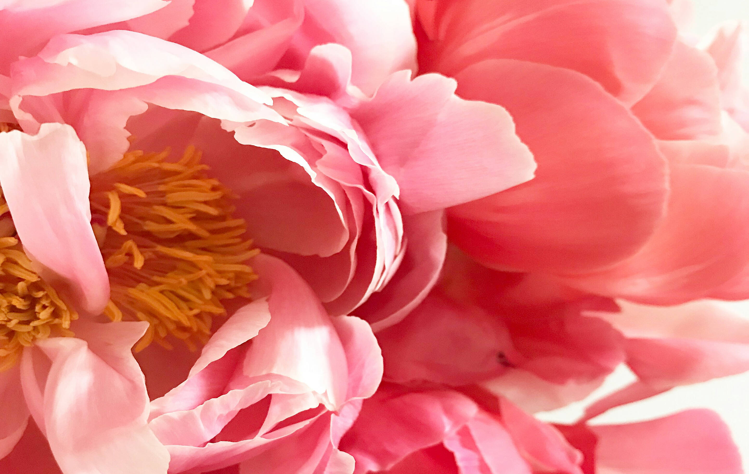 ピンクの花の写真